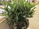 陶粒通用型垫底陶粒养花专用花盆铺面陶土种植土兰花多肉营养土 10升园艺陶粒（中颗粒12-16mm） 实拍图