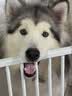 皇家狗粮 成犬狗粮 犬粮 宠物大型犬 GR26全价犬粮≥15月15KG 实拍图