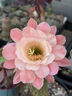李施德林精油漱口水西瓜薄荷500ml温和长效口腔清新口气深层清洁 实拍图