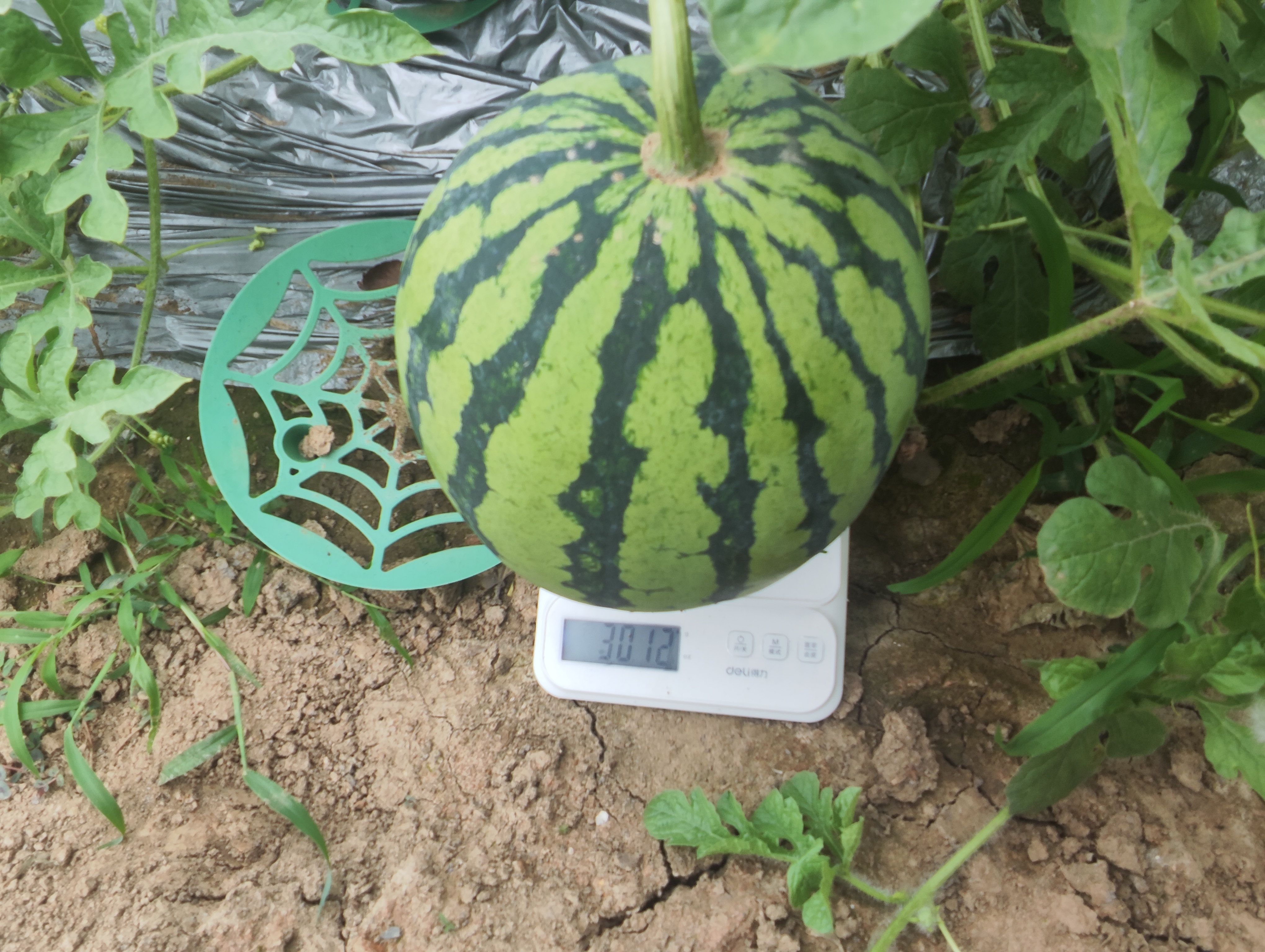 史丹利蓝莓专用土12L 酸性营养土盆栽蓝莓树配土促果泥土果树种植土壤 实拍图