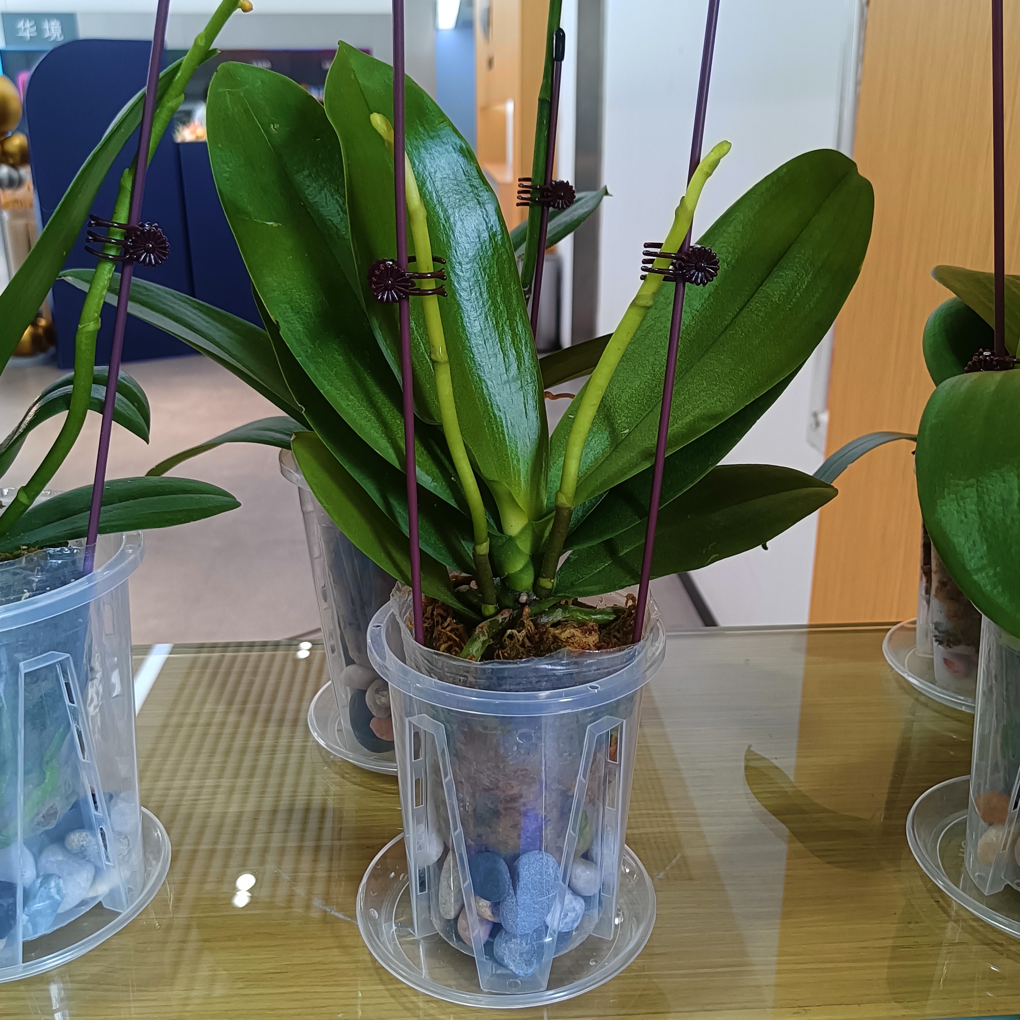 年宵花春节蝴蝶兰盆栽绿植花卉年货装饰过年四季开花大苗好养易活 紫美人---【包开花】送营养液2包 带2支花剑 实拍图