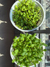 史丹利蔬菜用有机复合肥料韭菜油菜生菜香菜种菜家用菜肥料叶菜型2.5斤 实拍图