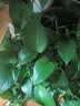 高原松花菜300g(侧枝) 实拍图