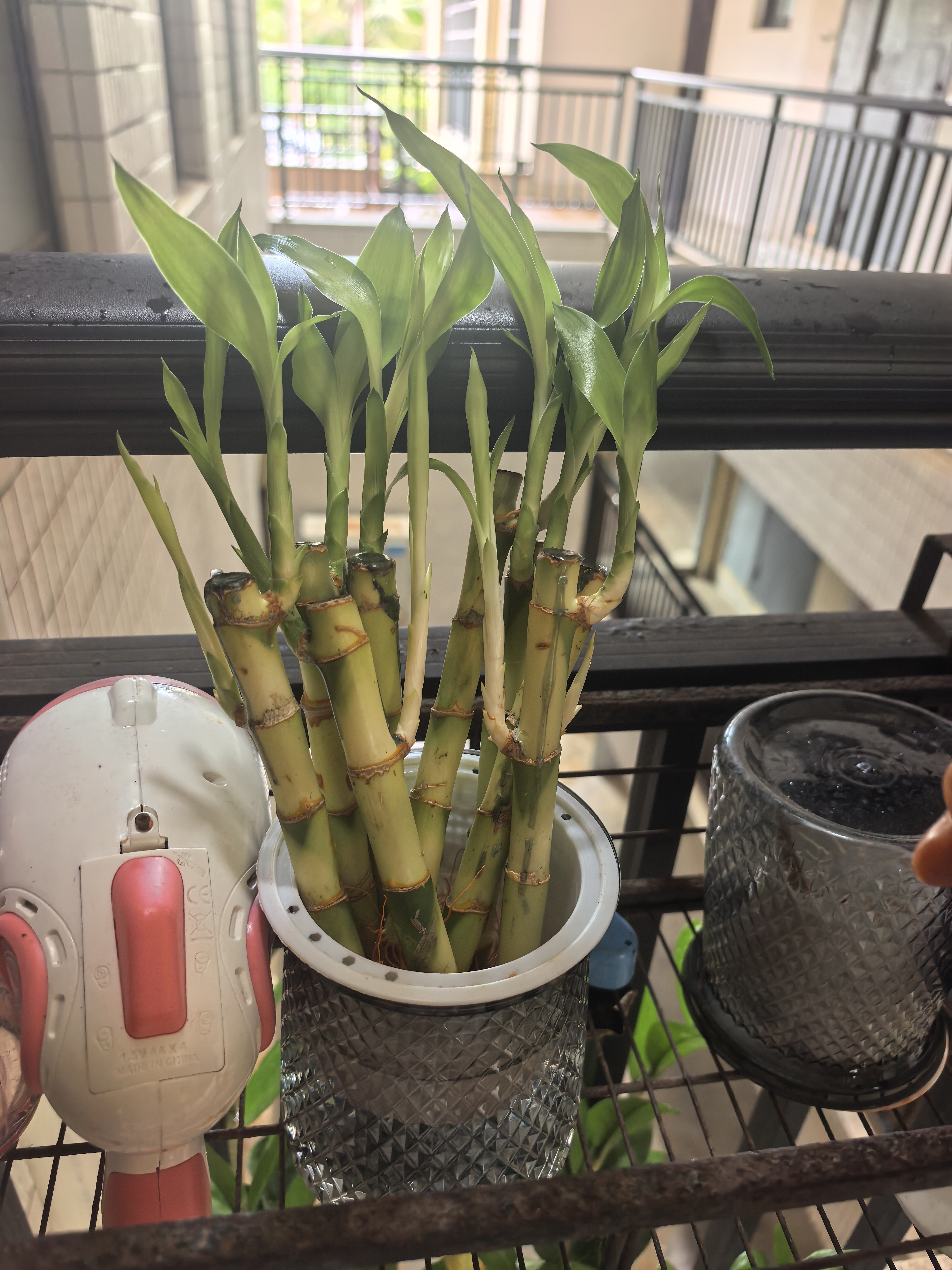 迷你富贵竹龙竹观音竹节节高小号盆栽室内水养桌面办公室带根绿植 带根须【8棵】八方来财 招财竹【10-15公分】不含瓶 实拍图