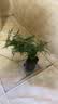 文竹盆栽绿植花卉盆景植物室内客厅水培文松云竹文竹大苗四季常青 小文竹【1颗】原盆原土球发货 高度15-25cm 实拍图