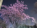 华为88W原装充电器套装含1米6A数据线 适用P60Pro Mate60pro手机超级快充电脑苹果iPhone15promax 实拍图
