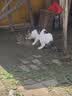 七彩缦爱心猫粮10斤5kg装鱼肉味猫咪牛肉味营养主粮通用幼猫成猫流浪猫 牛肉味10斤 实拍图