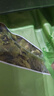鲜窝窝 莴笋干250g 莴苣干莴苣片窝笋片火锅食材 凉拌菜干菜脱水贡菜干 实拍图