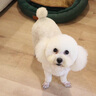 SLPC狗牌定制身份牌小型犬泰迪博美挂牌项圈铃铛刻字猫吊牌防走失饰品 黄色民族风+名牌 S-小型（3到20斤可用） 实拍图