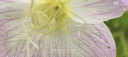 诺特兰德电解质粉电解质冲剂 多种维生素矿物质【10袋/盒*5盒】组合装 实拍图