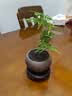 文竹盆栽绿植花卉盆景植物室内客厅水培文松云竹文竹大苗四季常青 文竹+舍得陶瓷盆+塑料圆底托 高度15-25cm 实拍图