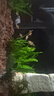 申茂澜虎皮鱼四间新手好养耐活草缸群游鱼金虎蓝虎小型热带淡水观赏鱼苗 1-1.5cm小虎皮苗20条送2条备损 晒单实拍图