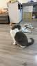 BOTH 羊奶猫布丁 猫零食果冻 猫奶酪羊奶猫湿粮 50粒(1大桶） 实拍图