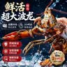 喵和渔【活鲜】鲜活波士顿龙虾大龙虾波龙加拿大进口虾类活虾海鲜生鲜 500-550g/2只【净重】 实拍图