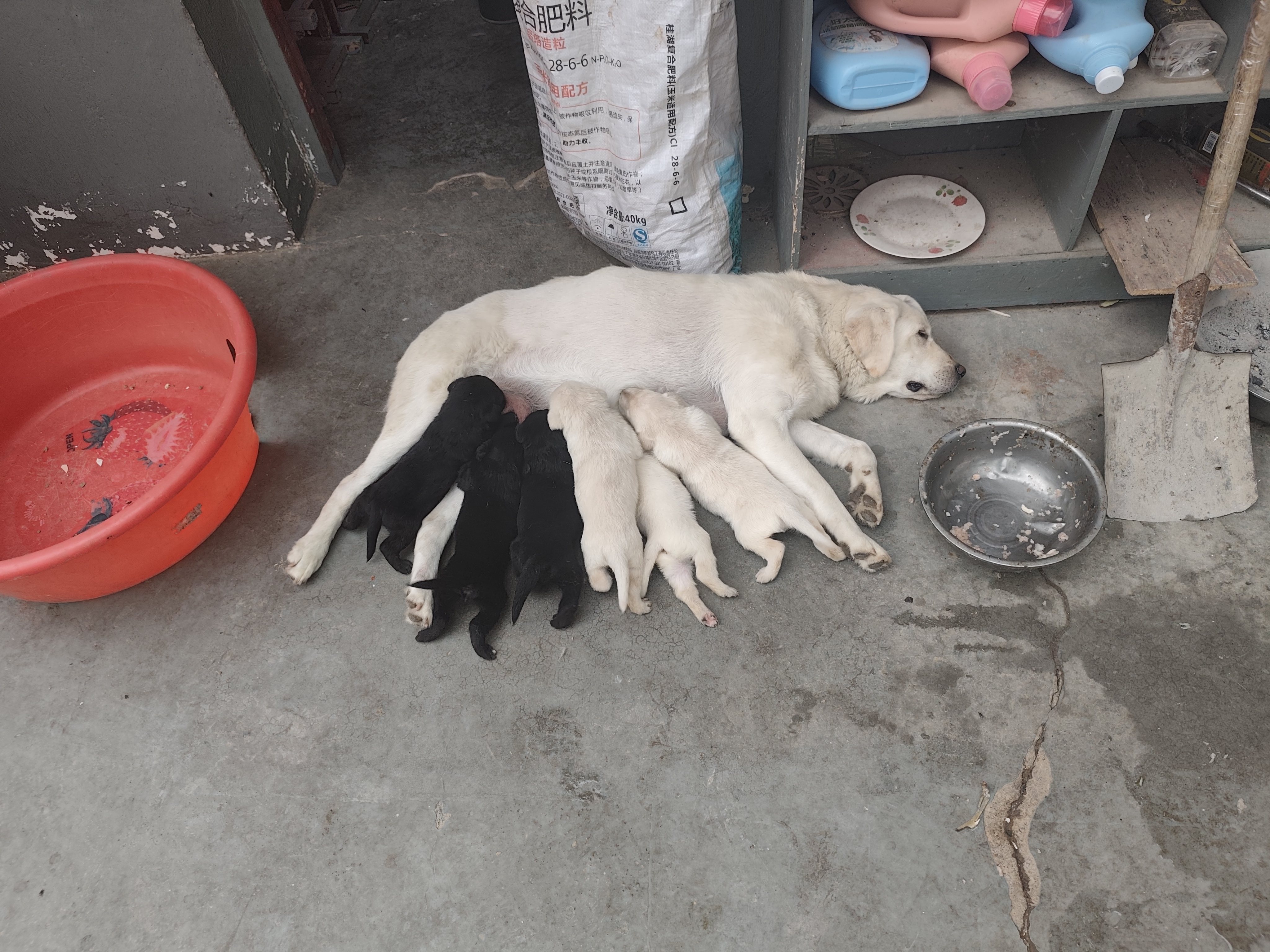 宝路狗粮 成犬全价粮 中小型犬泰迪茶杯犬柯基 牛肉味 500g 实拍图