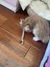 HELLOJOY木天蓼猫咪磨牙棒猫玩具自嗨解闷拉菲草逗猫棒耐咬幼猫养猫神器 实拍图