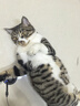 亿迪 猫粮冻干10斤成猫幼猫国产全价布偶蓝猫银渐层全阶段专用 实拍图