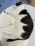 星益生趣（STELLA&CHEWY'S）SC美国进口猫粮RC冻干涂层全价无谷鸡肉4.54kg 实拍图
