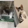 萌宠之星宠物羊奶粉狗羊奶粉猫奶粉400g山羊奶粉奶猫奶狗 实拍图