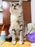 多特思猫零食小轻松猫草猫条50支0肉粉0诱食剂排毛化毛成幼猫条软罐头 实拍图