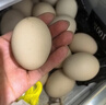 天堂伞 全自动雨伞三折 10骨加固一键开收易甩干简约商务自动伞 乌木黑 实拍图