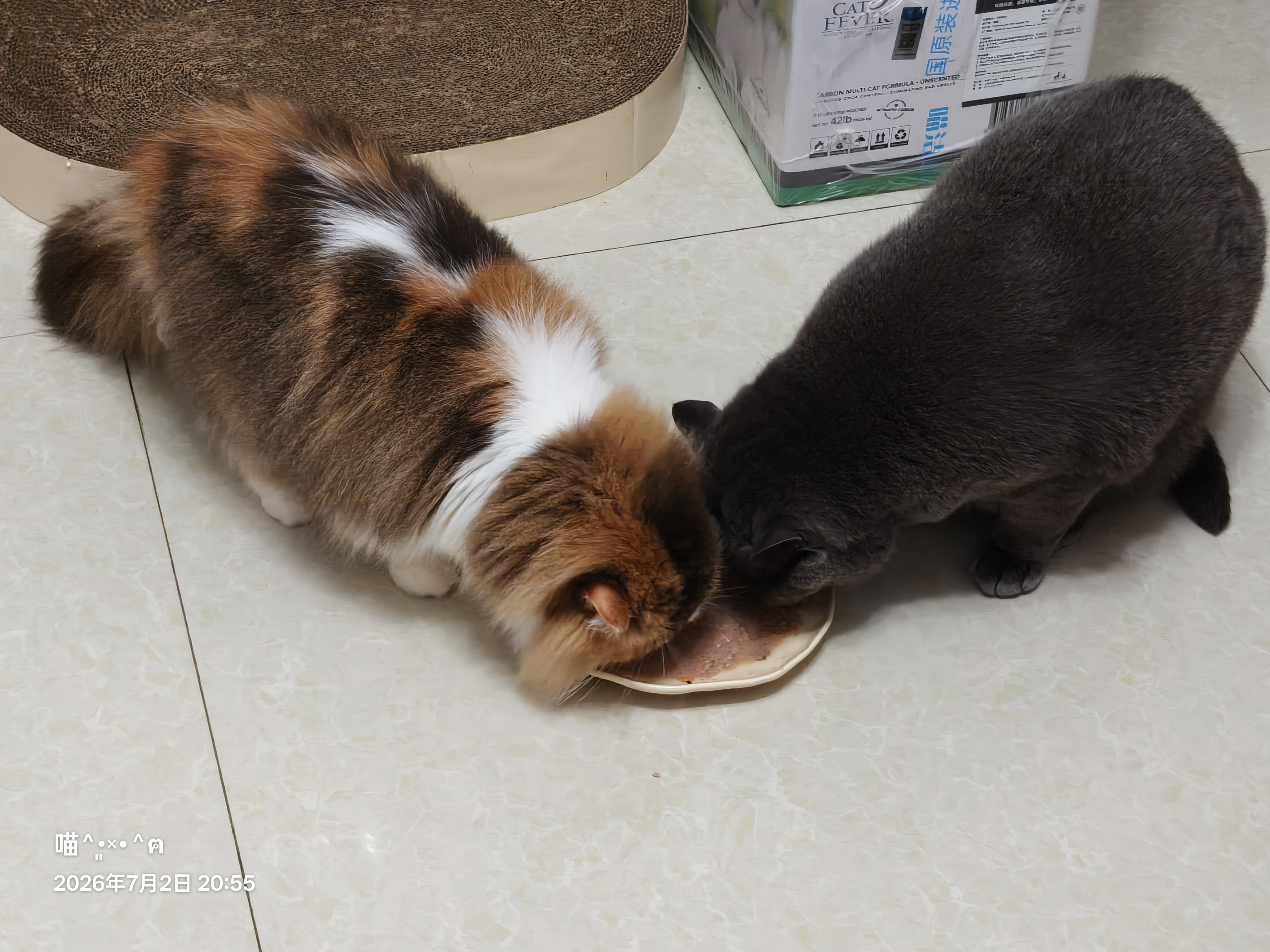 冠能猫粮室内成猫猫粮7kg 全价猫粮 添加膳食纤维 控制毛球 实拍图