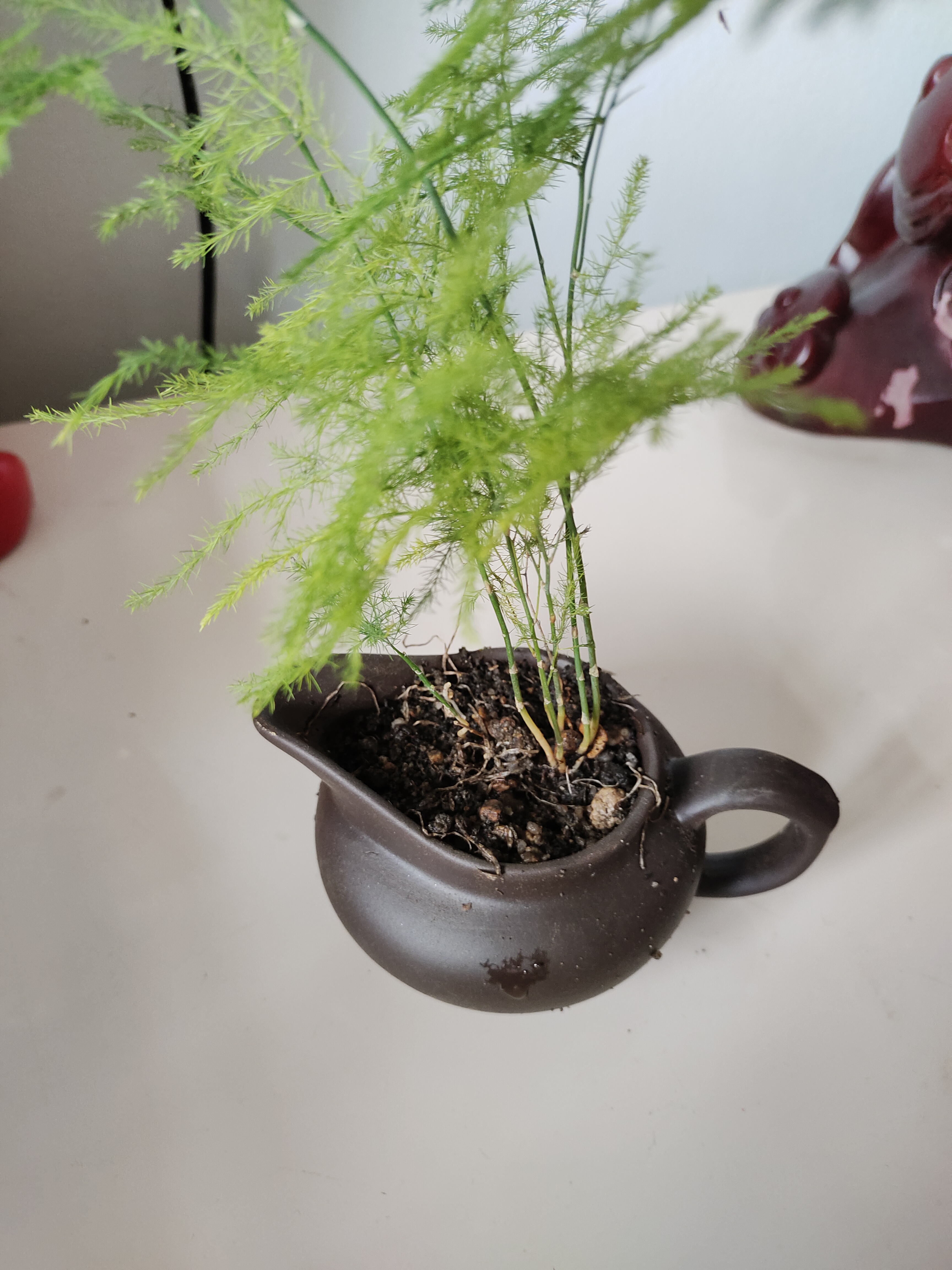 文竹盆栽绿植花卉盆景植物室内客厅水培文松云竹文竹大苗四季常青 小文竹【1颗】原盆原土球发货 高度15-25cm 实拍图