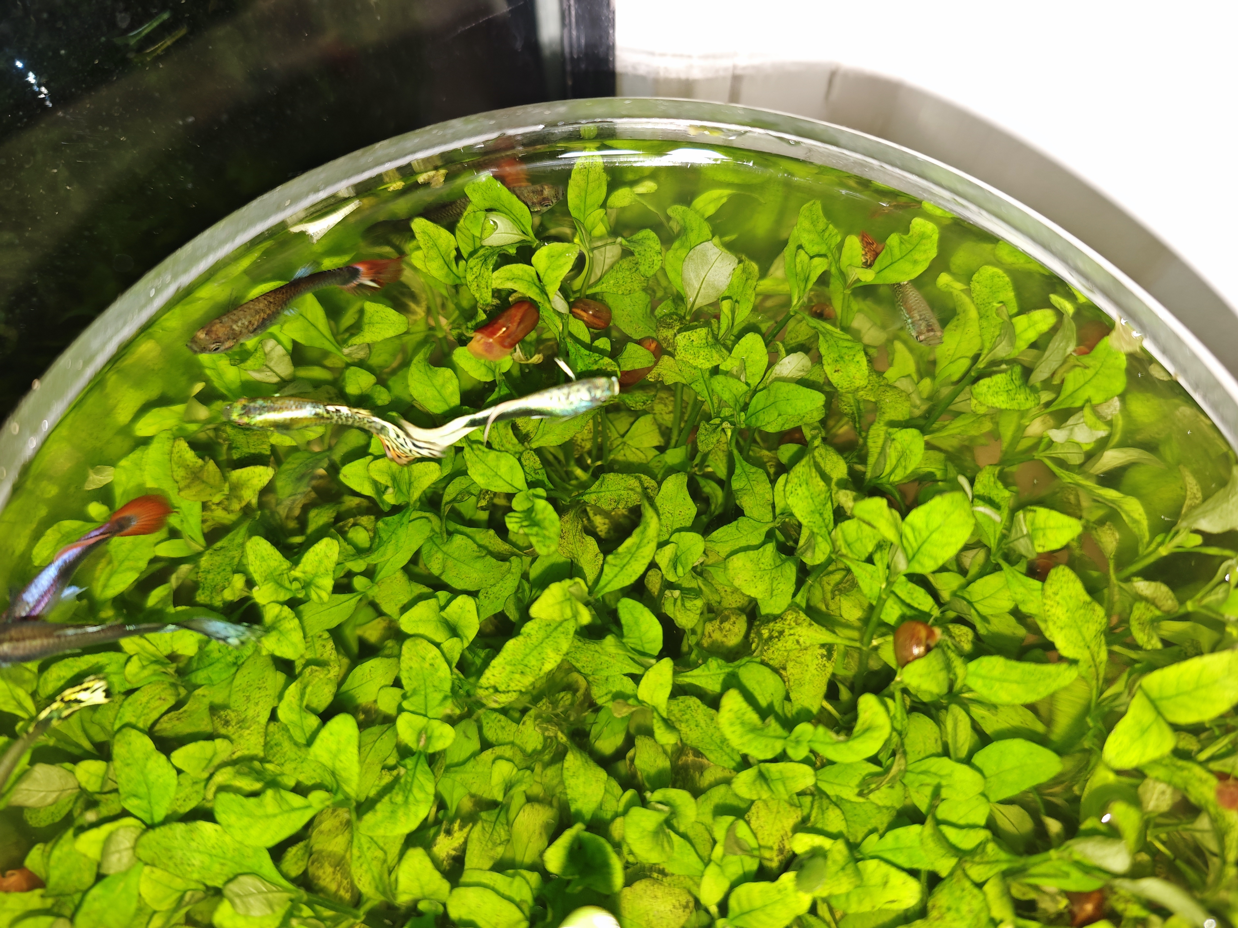 IDX大吉岭茶古龙男女士香水持久淡香木质香调纪念日生日礼物50ml 实拍图