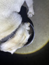 麦富迪狗粮 无谷牛肉双拼狗粮成犬 小型犬中大型犬通用10kg/20斤 实拍图