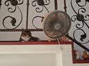 骆驼（CAMEL）电风扇家用桌面小风扇台式电扇循环扇制冷卧室学生宿舍办公室床头大风力摇头扇 夹扇-银灰色-三档风/可摇头 单机+3米延长线 实拍图