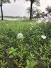 菱动力接地宝新能源电动汽车免接地线宝适配比亚迪五菱宏光mini奔腾小马长安糯玉米随车充插座充电插排 实拍图