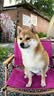 京东京造 狗粮中小型犬粮鲜肉无谷2kg全价狗粮平价成幼犬中华泰迪比熊博美 实拍图