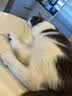 星益生趣（STELLA&CHEWY'S）SC美国进口猫粮RC冻干涂层全价无谷鸡肉4.54kg 实拍图