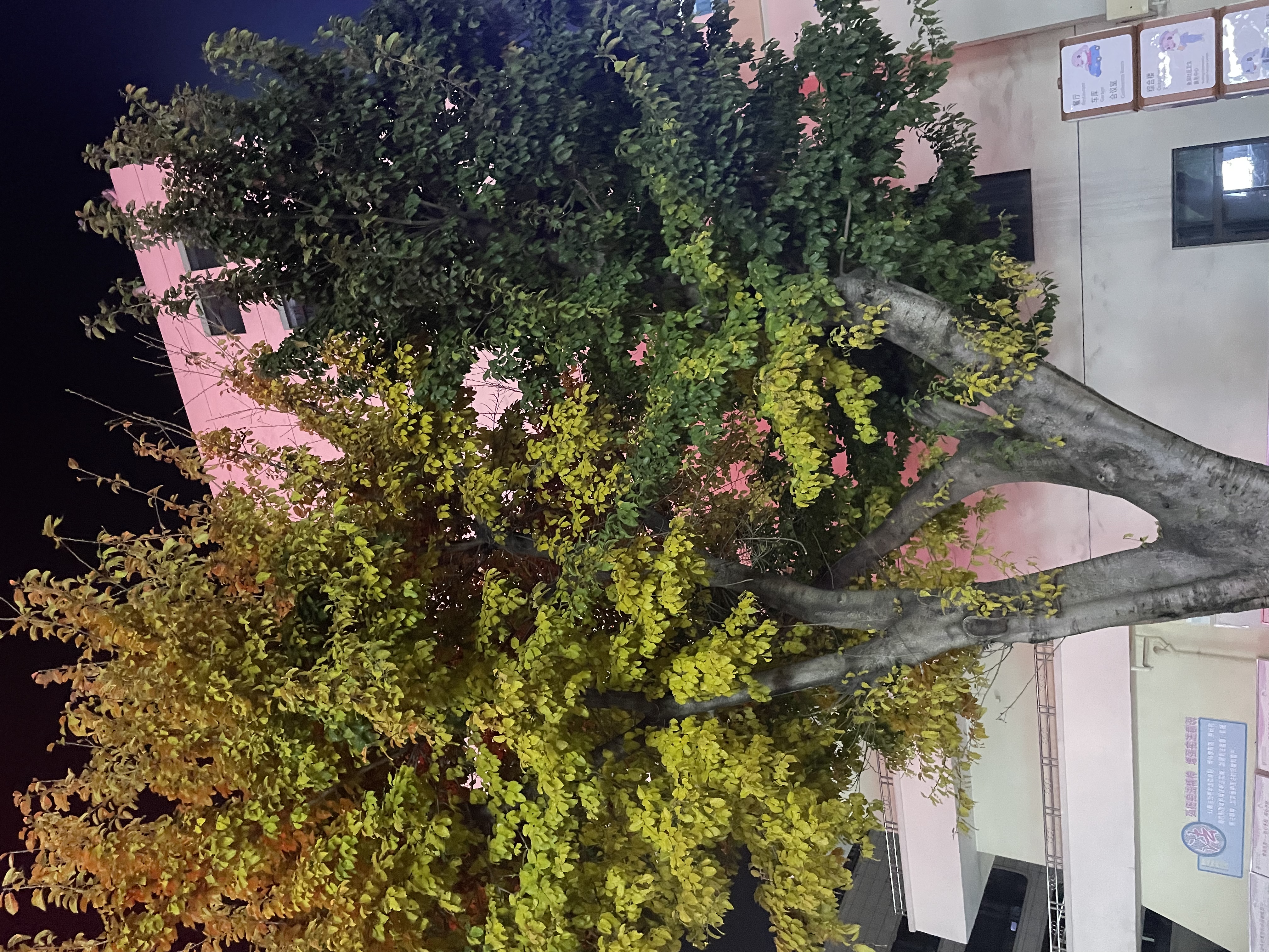 蓝鸥盾劳保鞋男舒适透气防砸钢包头防刺轻便安全工作牛皮防水鞋088A 41 实拍图