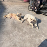雷米高（RAMICAL） 成犬幼犬全价犬粮泰迪金毛拉布拉多柯基比熊澳宝犬粮18kg 36斤 实拍图