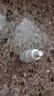 易贝人表皮生长因子（LR截短型）滴眼液 3ml/支 3盒装  实拍图