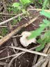 棠鲜生三去耗儿鱼新鲜冷冻扒皮鱼剥皮马面鱼无头鱼玻璃鱼海鲜水产 耗儿鱼3斤装 20-40条/斤 实拍图