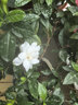 丝塔芙倍润保湿润肤乳473ml牛油果滋润补水面霜护手霜身体乳敏感肌 实拍图