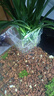 奈宠鱼缸水培定植篮壁挂式水草杯框植物固定支架造景装饰配件水族挂盒 壁挂水培盒方型【2个装】 实拍图