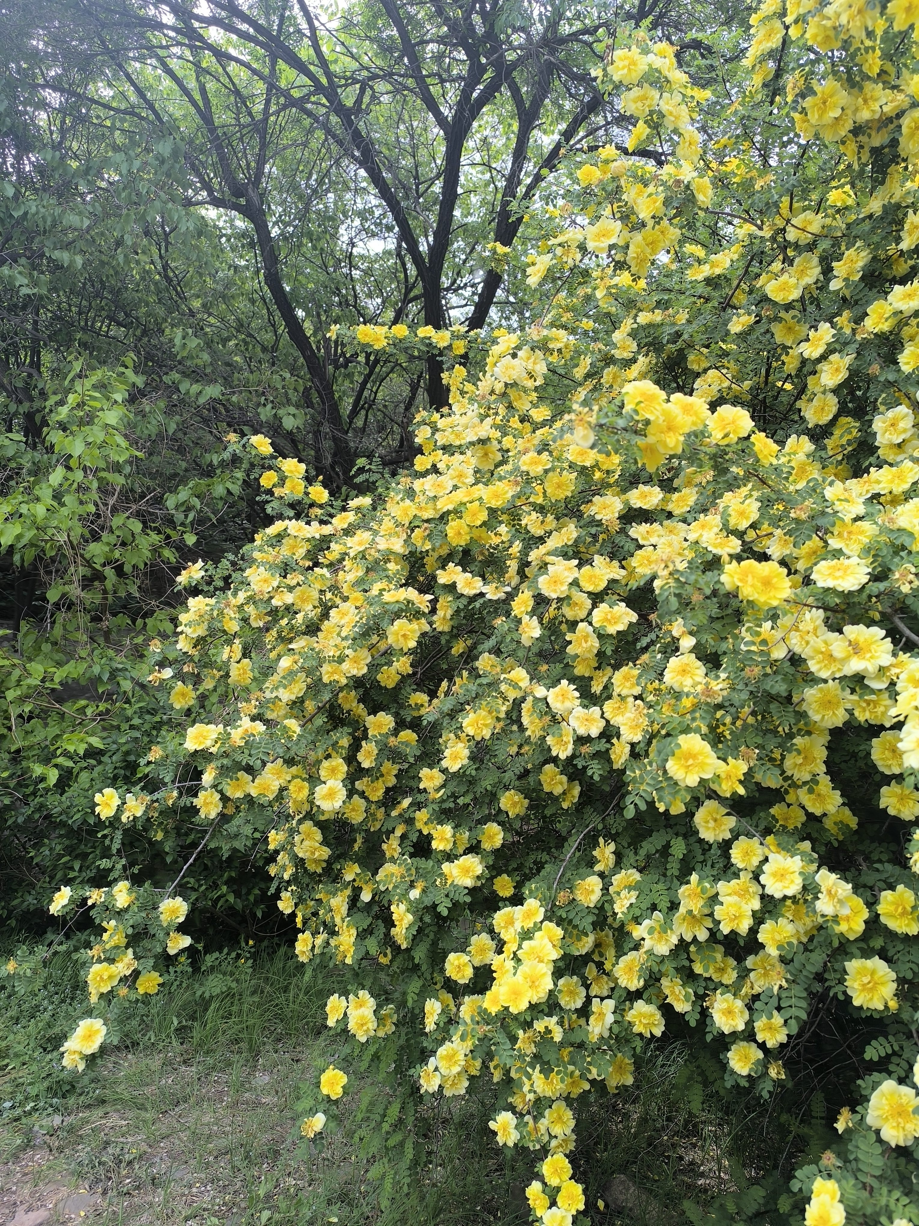 惠润（SUPER MiLD）蓬松控油洗发水 改善油扁塌 无硅油男女洗发露 600ml京东自营 实拍图