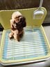 HELLOJOY狗厕所中型小型犬专用防踩屎便盆尿尿盆非不锈钢大小便神器狗砂盆 实拍图