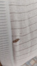纯棉内裤女7A抗菌100%全棉内档收腹舒适透气无痕少女中腰三角裤 1条-随机款 L （100-120斤） 实拍图