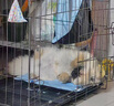 腆宠狗笼狗窝猫笼狗笼子中小型犬带厕所猫笼子大号家用室内狗围栏兔笼 实拍图