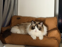 囧宝加菲猫豆腐猫砂京东自营送货上门强效除臭豆腐砂猫咪猫砂2.3kg*4 实拍图