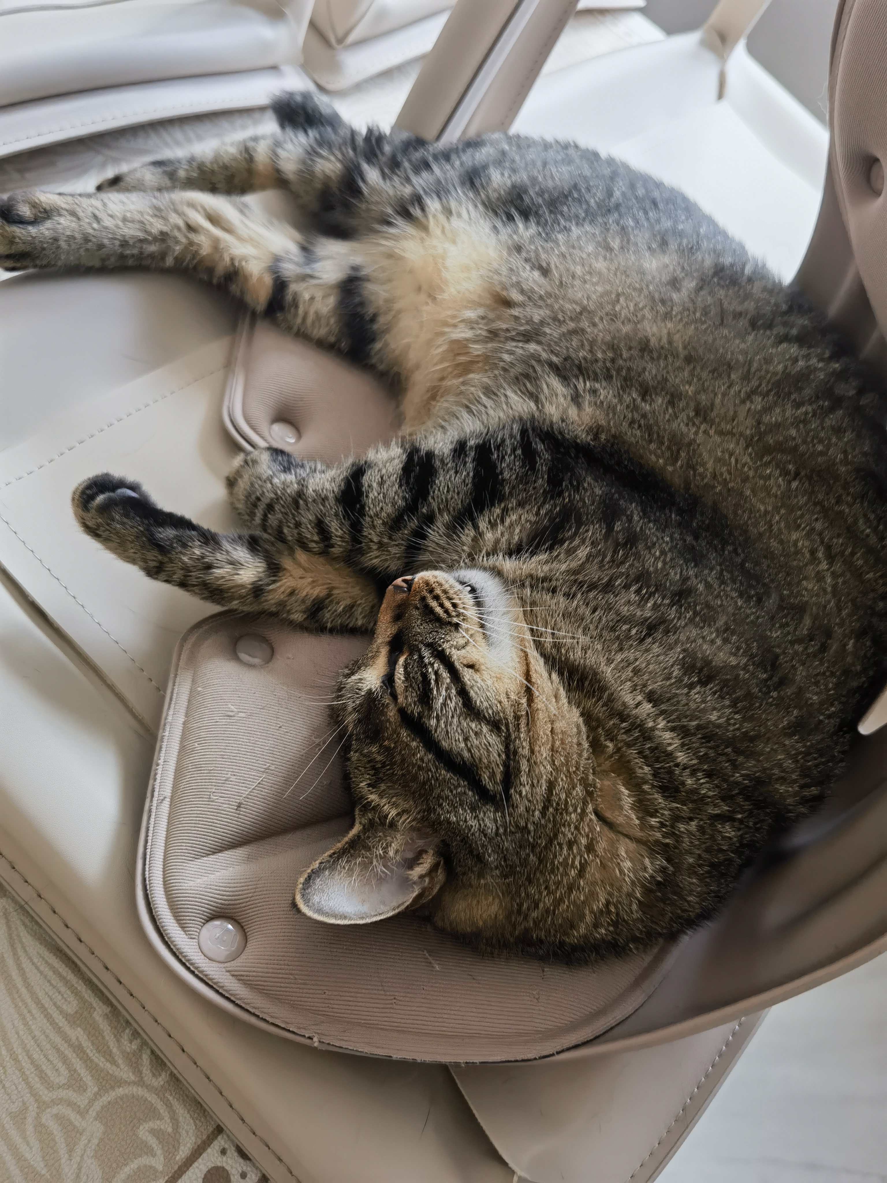 网易严选猫湿粮零食浓汤大口肉罐头鸡肉+三文鱼 85g*24罐 实拍图