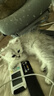 红狗【升级PRO】乳铁蛋白营养膏75g 猫咪乳铁蛋白猫咪宠物狗狗幼犬 实拍图