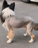 ERGOBABY宠物剃毛器狗狗理发器推子电推子大型犬猫咪剃毛美容宠物店电推剪 实拍图