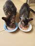 BD飞碟猫碗陶瓷釉下彩宠物饭碗吃粮喝水 蓝色飞碟猫碗 实拍图