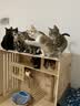 比瑞吉 猫粮优选系列身材管理不掉毛主食粮鸡肉冻干8kg成猫粮 实拍图
