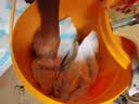 德高K11厨房卫生间防水涂料 阳台室内刚性防水砂浆18KG/桶+水不漏 实拍图